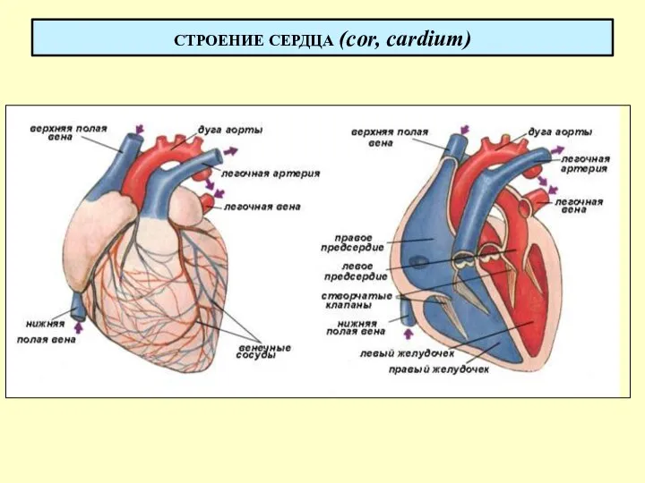 СТРОЕНИЕ СЕРДЦА (cor, cardium)