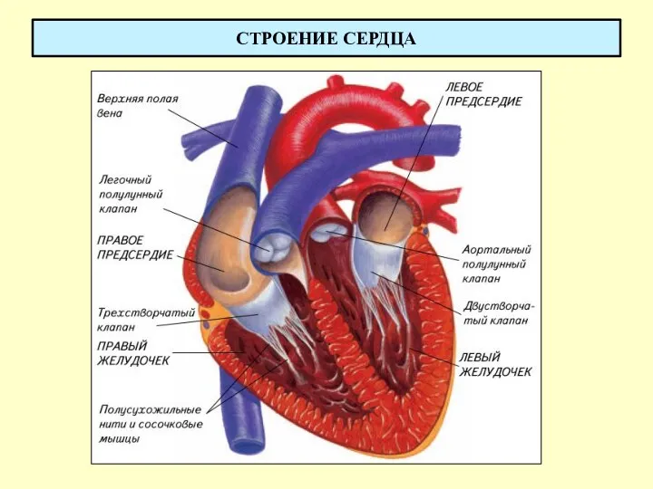 СТРОЕНИЕ СЕРДЦА