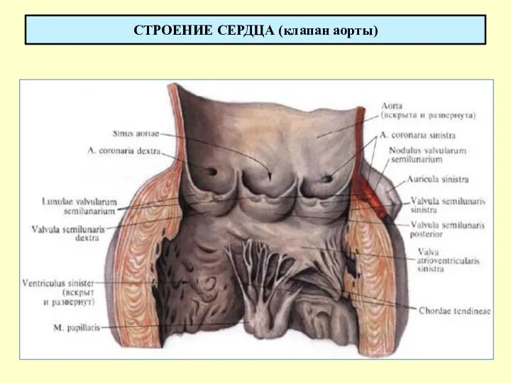 СТРОЕНИЕ СЕРДЦА (клапан аорты)
