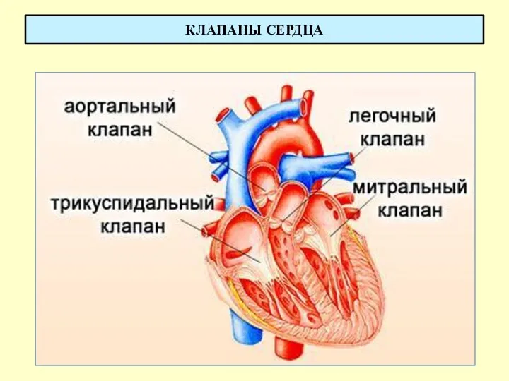 КЛАПАНЫ СЕРДЦА