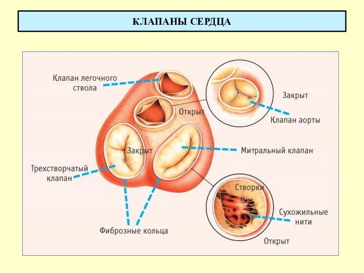 КЛАПАНЫ СЕРДЦА