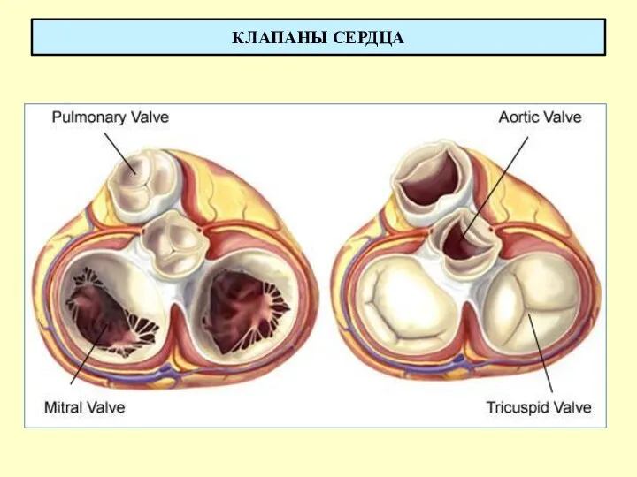 КЛАПАНЫ СЕРДЦА
