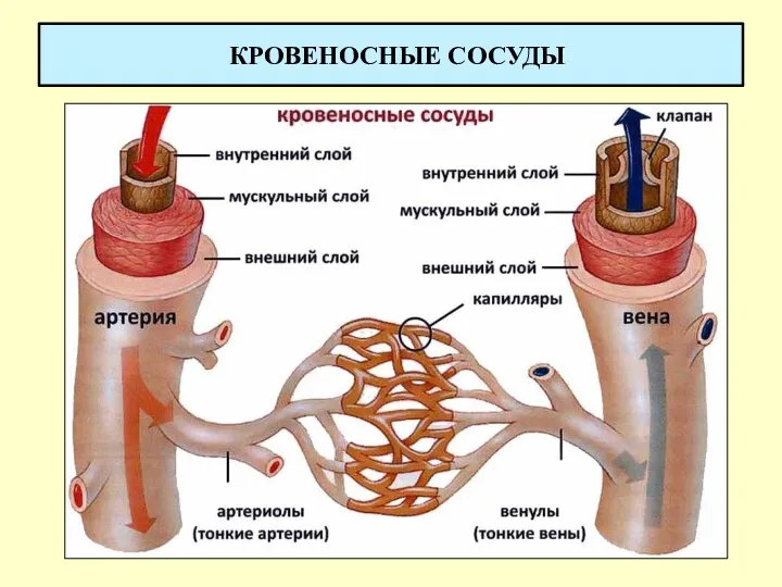 КРОВЕНОСНЫЕ СОСУДЫ