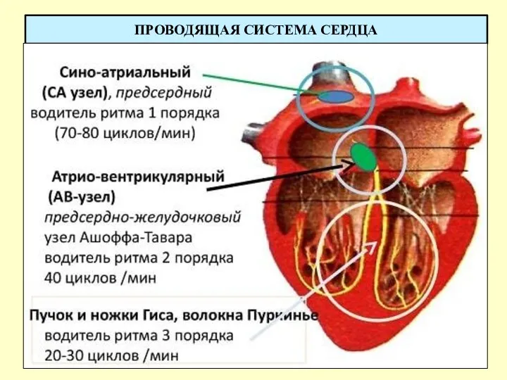 ПРОВОДЯЩАЯ СИСТЕМА СЕРДЦА