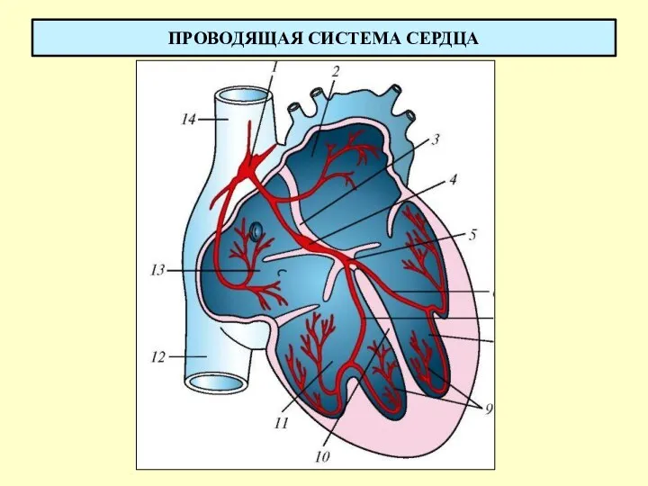 ПРОВОДЯЩАЯ СИСТЕМА СЕРДЦА