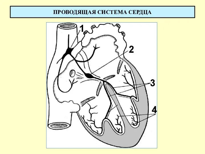 ПРОВОДЯЩАЯ СИСТЕМА СЕРДЦА