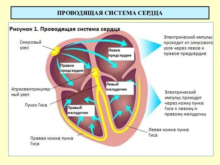 ПРОВОДЯЩАЯ СИСТЕМА СЕРДЦА