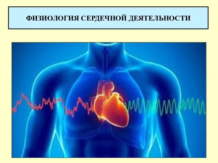 ФИЗИОЛОГИЯ СЕРДЕЧНОЙ ДЕЯТЕЛЬНОСТИ