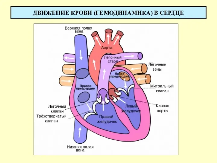 ДВИЖЕНИЕ КРОВИ (ГЕМОДИНАМИКА) В СЕРДЦЕ