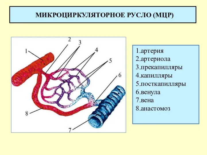 МИКРОЦИРКУЛЯТОРНОЕ РУСЛО (МЦР) артерия артериола прекапилляры капилляры посткапилляры венула вена анастомоз