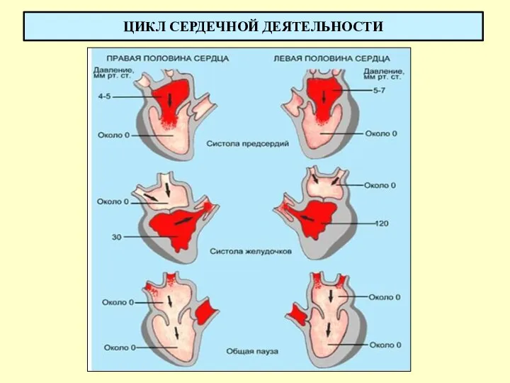 ЦИКЛ СЕРДЕЧНОЙ ДЕЯТЕЛЬНОСТИ