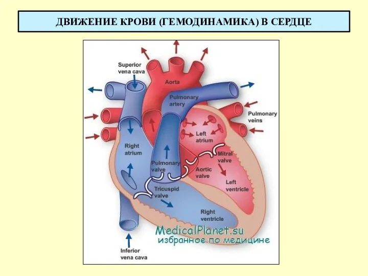 ДВИЖЕНИЕ КРОВИ (ГЕМОДИНАМИКА) В СЕРДЦЕ