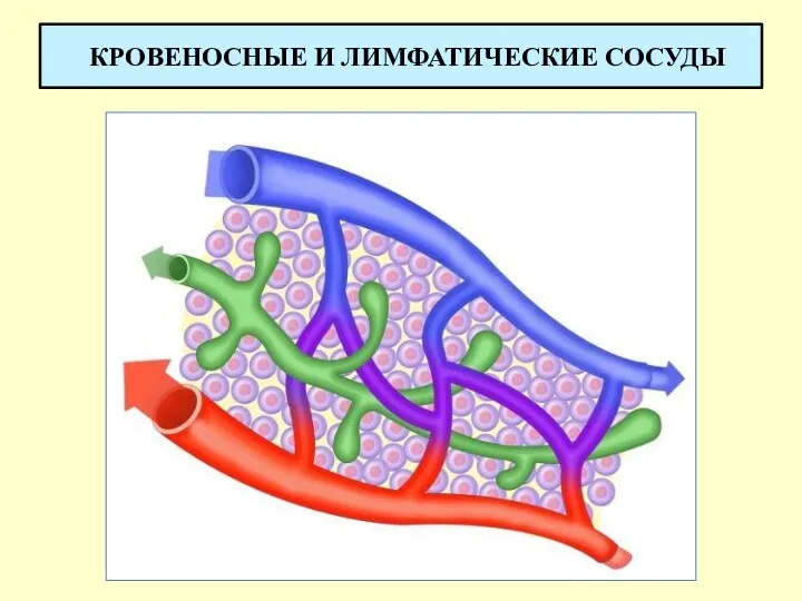 КРОВЕНОСНЫЕ И ЛИМФАТИЧЕСКИЕ СОСУДЫ