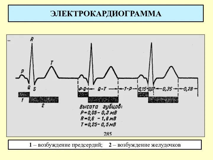 ЭЛЕКТРОКАРДИОГРАММА 1 – возбуждение предсердий; 2 – возбуждение желудочков