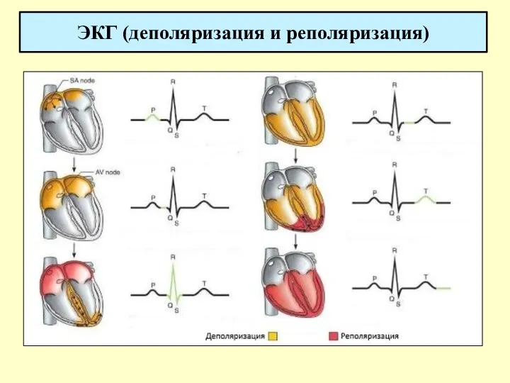 ЭКГ (деполяризация и реполяризация)