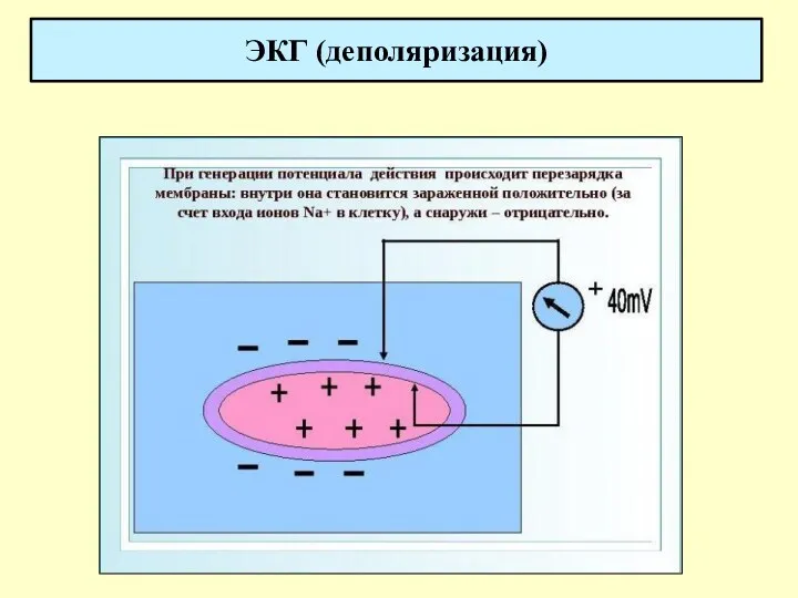 ЭКГ (деполяризация)