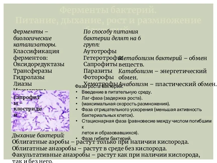 Ферменты бактерий. Питание, дыхание, рост и размножение бактерий. Ферменты –