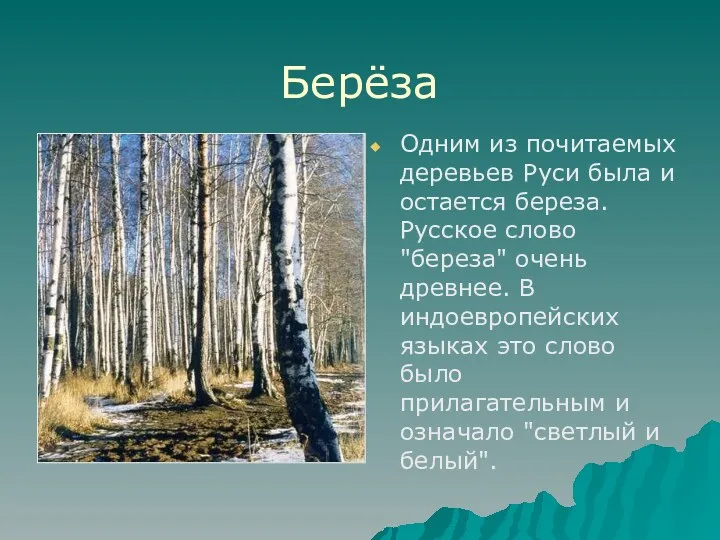 Берёза Одним из почитаемых деревьев Руси была и остается береза.