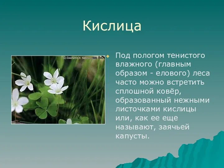 Кислица Под пологом тенистого влажного (главным образом - елового) леса