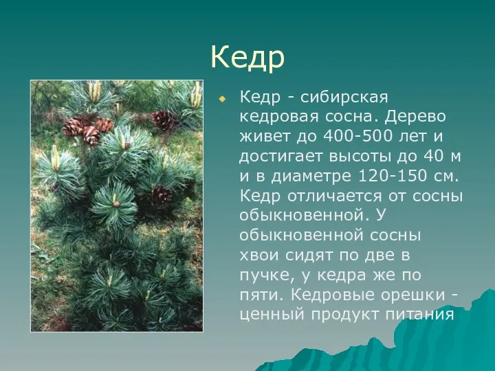 Кедр Кедр - сибирская кедровая сосна. Дерево живет до 400-500