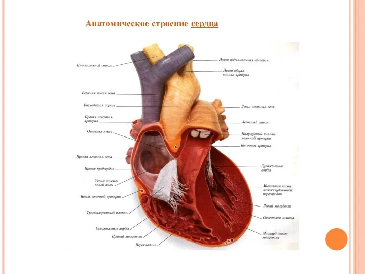 Анатомическое строение сердца