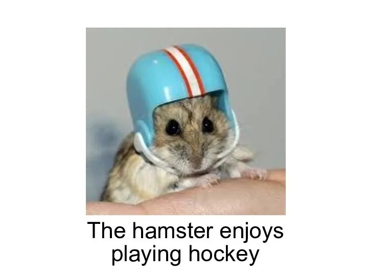 playing hockey The hamster enjoys