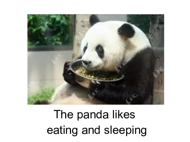 The panda likes eating and sleeping