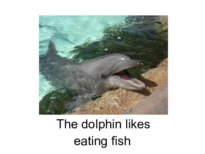 eating fish The dolphin likes