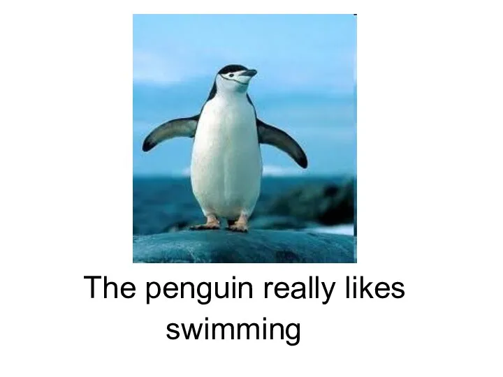 swimming The penguin really likes