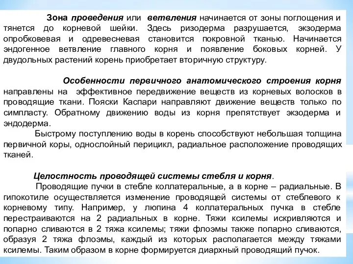 Зона проведения или ветвления начинается от зоны поглощения и тянется