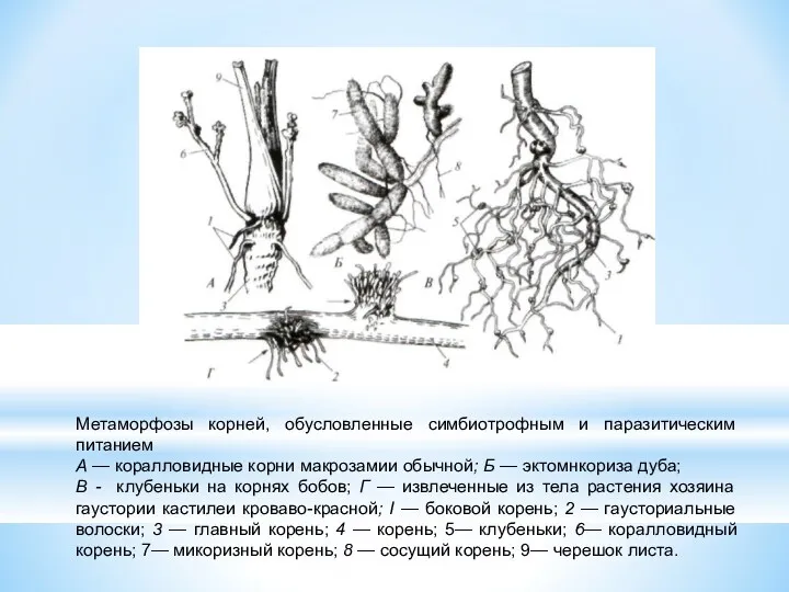 Метаморфозы корней, обусловленные симбиотрофным и паразитическим питанием А — коралловидные
