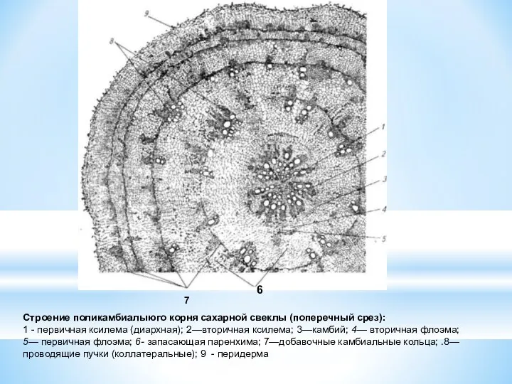 Строение поликамбиалыюго корня сахарной свеклы (поперечный срез): 1 - первичная