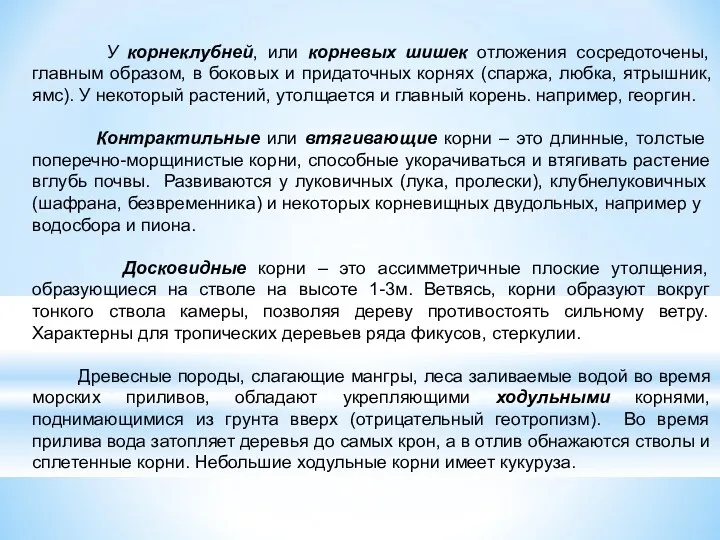 У корнеклубней, или корневых шишек отложения сосредоточены, главным образом, в