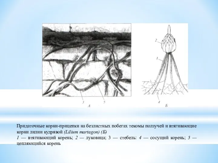 Придаточные корни-прицепки на безлистных побегах текомы ползучей и втягивающие корни