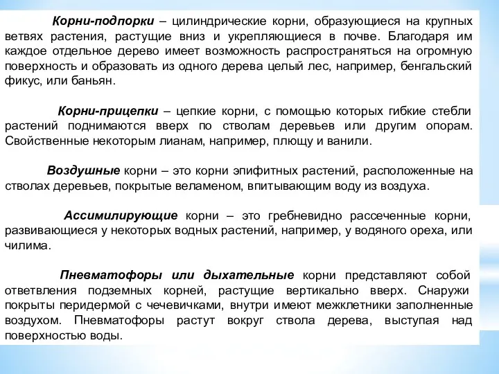 Корни-подпорки – цилиндрические корни, образующиеся на крупных ветвях растения, растущие