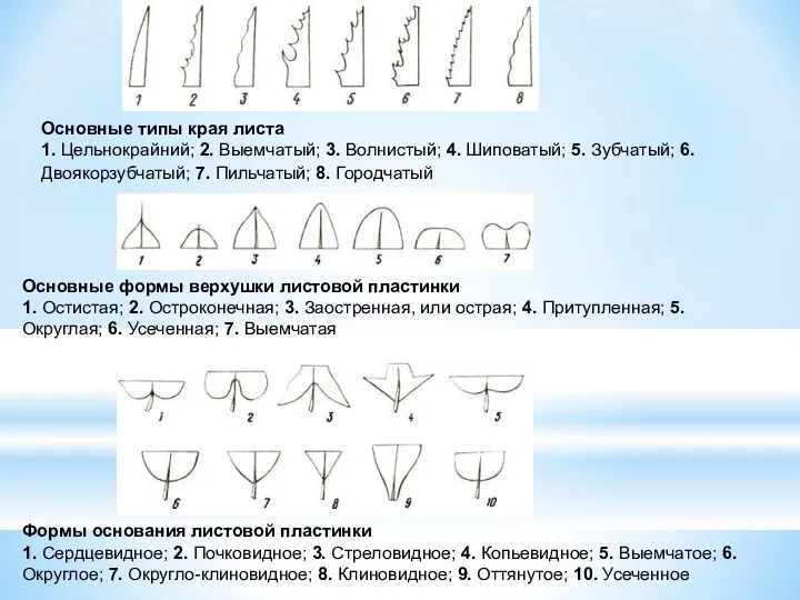 Основные типы края листа 1. Цельнокрайний; 2. Выемчатый; 3. Волнистый;