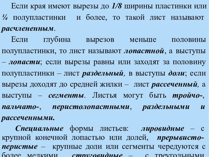 Классификация простых расчлененных листьев. Если края имеют вырезы до 1/8