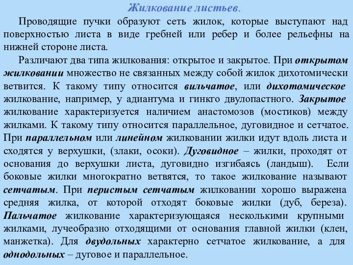 Жилкование листьев. Проводящие пучки образуют сеть жилок, которые выступают над