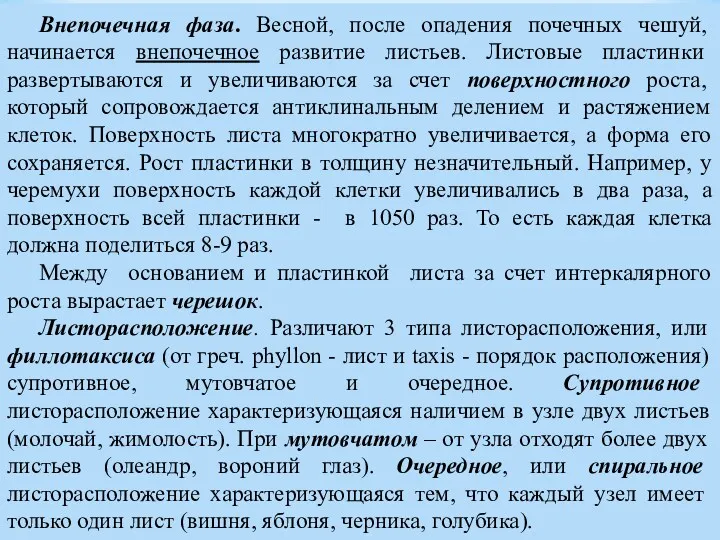 Внепочечная фаза. Весной, после опадения почечных чешуй, начинается внепочечное развитие