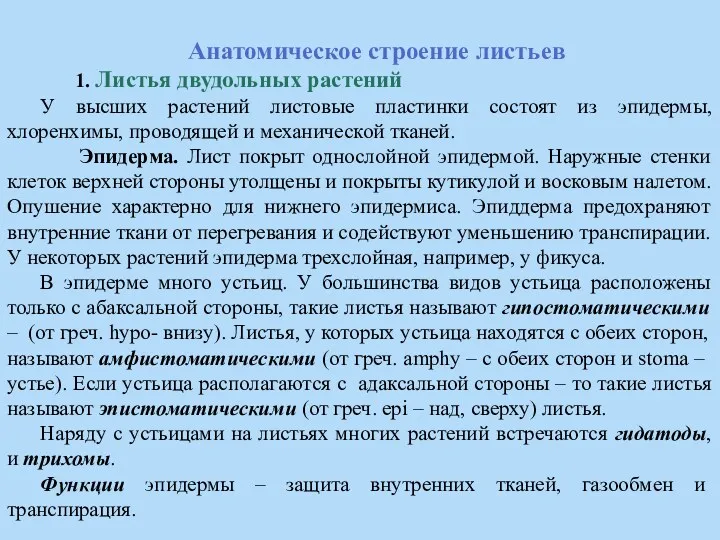 Анатомическое строение листьев 1. Листья двудольных растений У высших растений