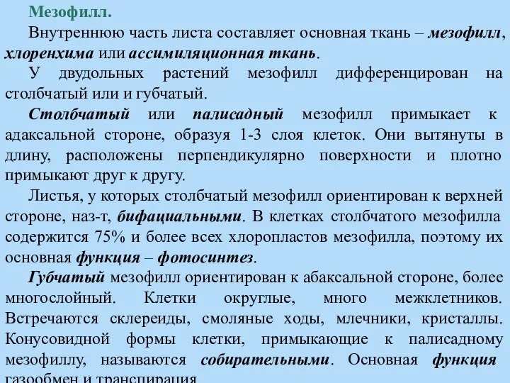 Мезофилл. Внутреннюю часть листа составляет основная ткань – мезофилл, хлоренхима