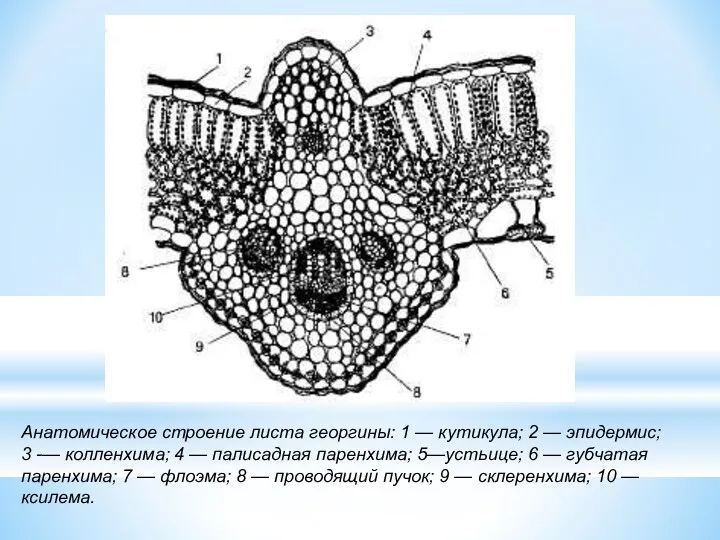 Анатомическое строение листа георгины: 1 — кутикула; 2 — эпидермис;