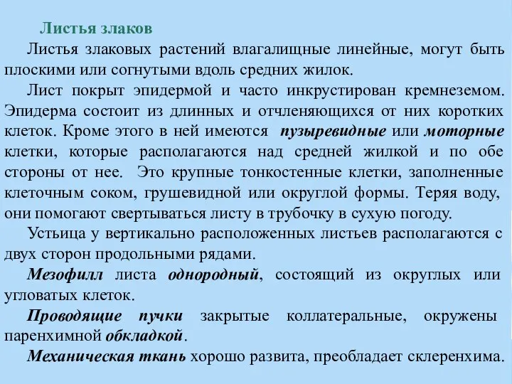 Листья злаков Листья злаковых растений влагалищные линейные, могут быть плоскими