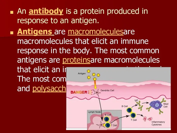 An antibody is a protein produced in response to an