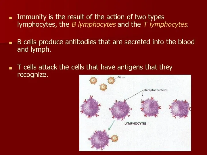 Immunity is the result of the action of two types