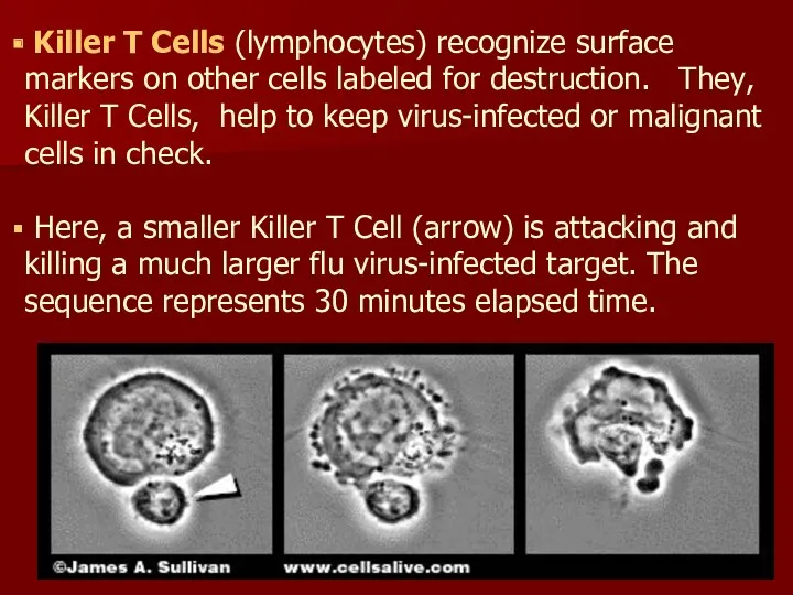 Killer T Cells (lymphocytes) recognize surface markers on other cells