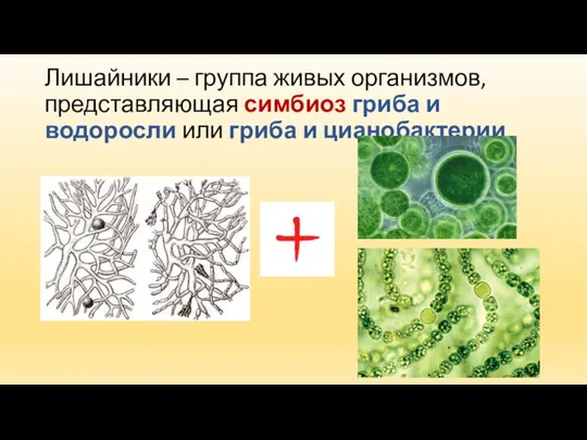 Лишайники – группа живых организмов, представляющая симбиоз гриба и водоросли или гриба и цианобактерии
