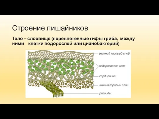 Строение лишайников Тело – слоевище (переплетенные гифы гриба, между ними клетки водорослей или цианобактерий)