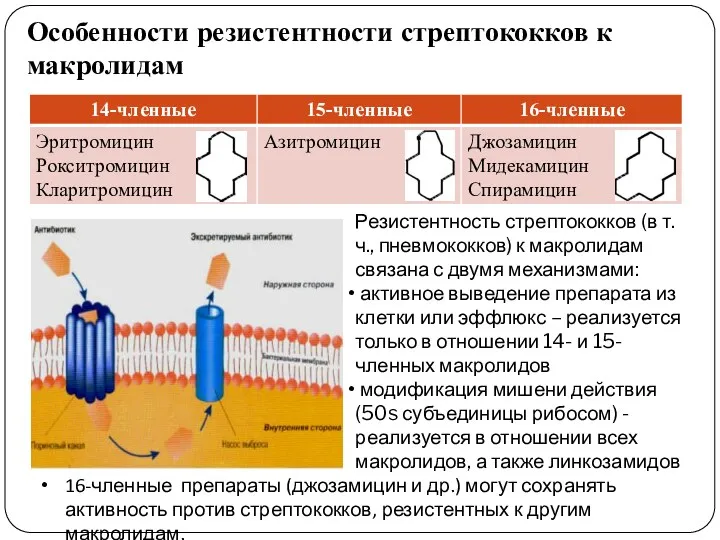 Особенности резистентности стрептококков к макролидам Резистентность стрептококков (в т.ч., пневмококков)