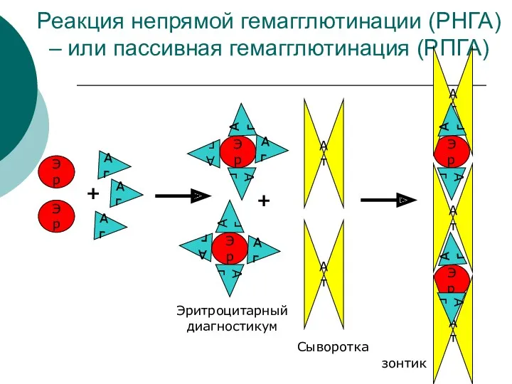 Реакция непрямой гемагглютинации (РНГА) – или пассивная гемагглютинация (РПГА) Эр